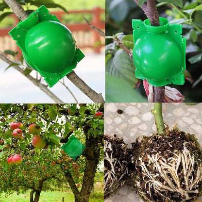 Plant Rooting Ball
